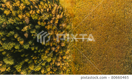 Belarus, Berezinsky Biosphere Reserve. Aerial Bird's-eye View Of Wooden path way pathway from marsh swamp to coniferous forest In Autumn Sunny Day. Panorama 80660465