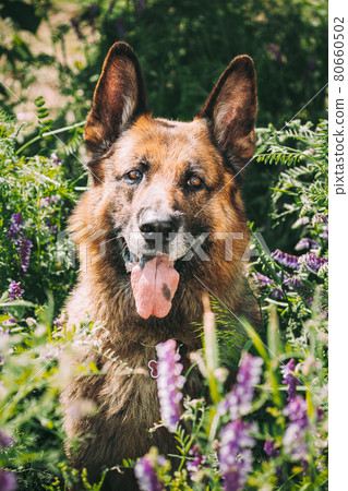 Alsatian Wolf Dog Sitting In Green Summer Meadow Grass With Purple Blooming Flowers. Brown German Shepherd Dog Close Up Portrait Alsatian Wolf Dog Sitting In Green Summer Meadow Grass With Purple Blooming Flowers. Brown German Shepherd Dog Close Up Portrait 80660502