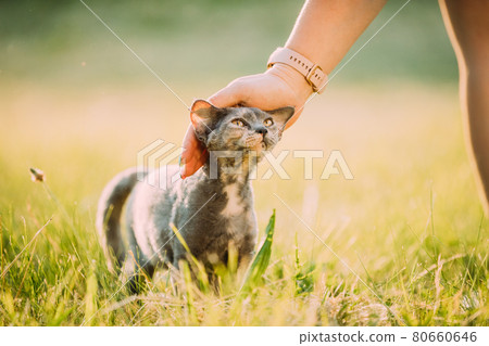 Woman Stroking Funny Young Gray Devon Rex. Kitten Sitting In Green Grass. Short-haired Cat Of English Breed Woman Stroking Funny Young Gray Devon Rex. Kitten Sitting In Green Grass. Short-haired Cat Of English Breed 80660646