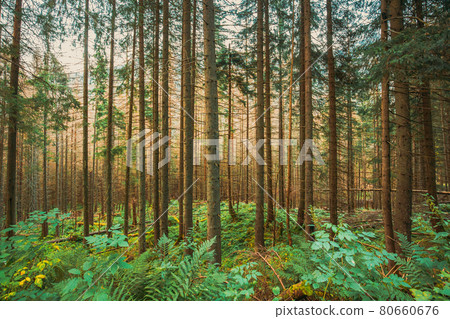 Tatra National Park, Poland. Summer Mountains Forest Landscape. Beautiful Tall Pine Woods. UNESCO's World Network of Biosphere Reserves Tatra National Park, Poland. Summer Mountains Forest Landscape. Beautiful Tall Pine Woods. UNESCO's World Network of Biosphere Reserves 80660676