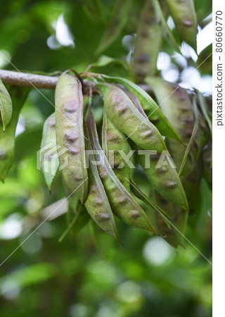 Cercis chinensis flowers and fruits Cercis chinensis flowers and fruits 80660770