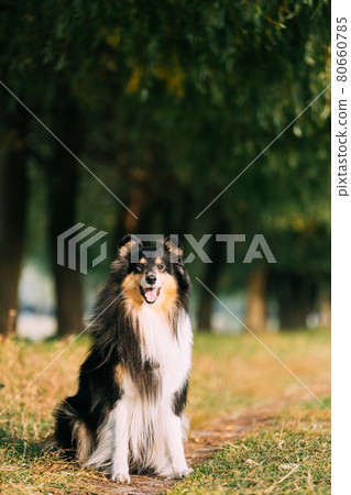 Tricolor Rough Collie, Funny Scottish Collie, Long-haired Collie, English Collie, Lassie Dog Posing Outdoors In Park. Portrait In Park 80660785