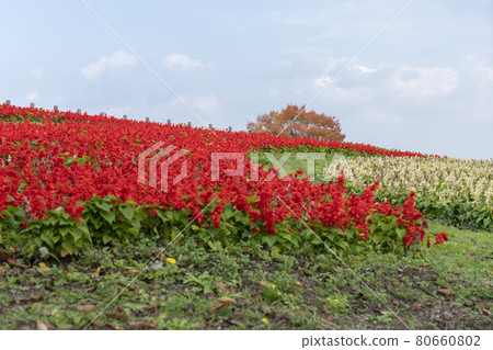 Salvia park Salvia park 80660802