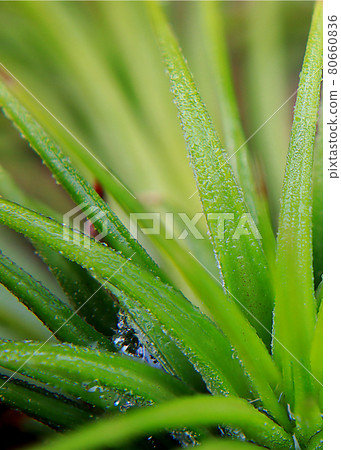 台灣, 新竹, 青草湖, Air Qi Fengli 80660836