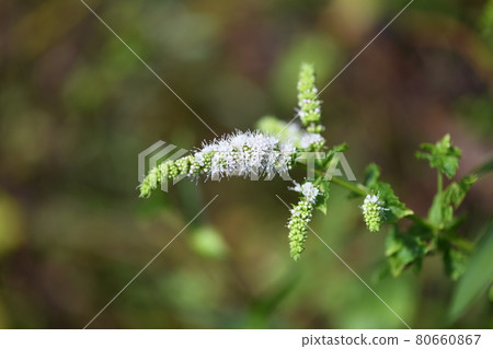 Apple mint flowers Apple mint flowers 80660867