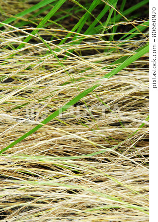 Grass pattern, natural modeling 80660920
