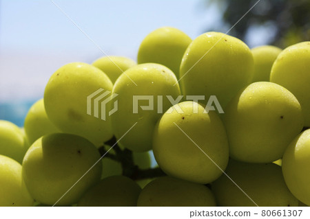 A large sweet grape that has been carefully raised. Shine Muscat. Muscat. Fruit image material 80661307