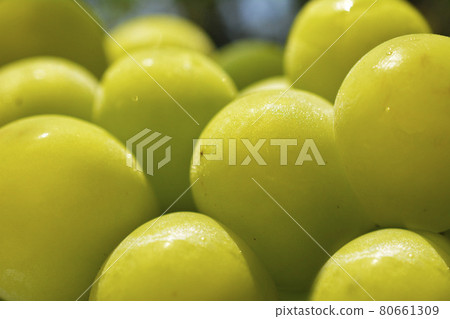 A large sweet grape that has been carefully raised. Shine Muscat. Muscat. Fruit image material A large sweet grape that has been carefully raised. Shine Muscat. Muscat. Fruit image material 80661309