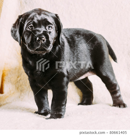 Beautiful Black Labrador Puppy Dog Beautiful Black Labrador Puppy Dog 80661405