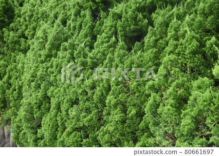 Juniperus chinensis Juniperus chinensis 80661697