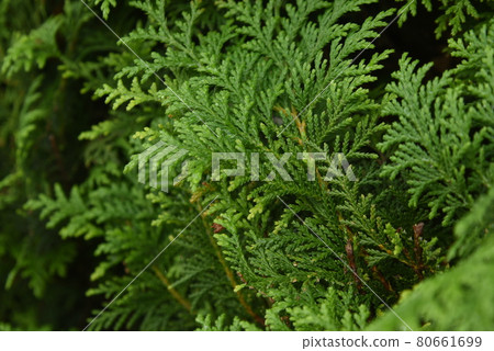 Juniperus chinensis Juniperus chinensis 80661699
