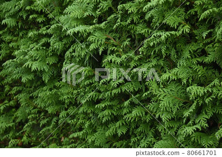 Juniperus chinensis Juniperus chinensis 80661701