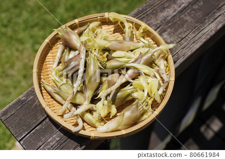 藻類的收穫 藻類的收穫 80661984