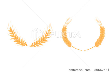 Wheat or Barley Ears Arranged in Laurel Vector Set Wheat or Barley Ears Arranged in Laurel Vector Set 80662381