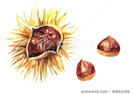 秋天的栗子水彩插圖 秋天的栗子水彩插圖 80662566