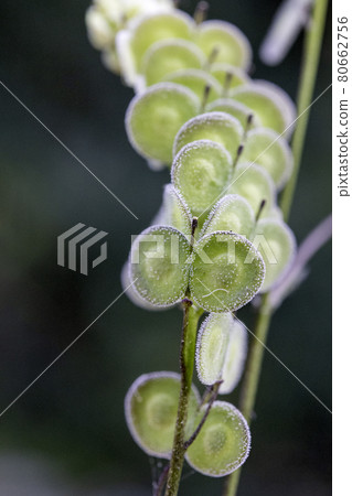 Biscutella is a wild plant in the mountains in the mediterranean. Macro photography. Biscutella is a wild plant in the mountains in the mediterranean. Macro photography. 80662756