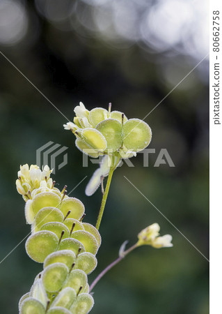 Biscutella is a wild plant in the mountains in the mediterranean. Macro photography. Biscutella is a wild plant in the mountains in the mediterranean. Macro photography. 80662758