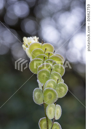 Biscutella is a wild plant in the mountains in the mediterranean. Macro photography. Biscutella is a wild plant in the mountains in the mediterranean. Macro photography. 80662759