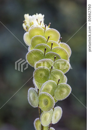 Biscutella is a wild plant in the mountains in the mediterranean. Macro photography. Biscutella is a wild plant in the mountains in the mediterranean. Macro photography. 80662760
