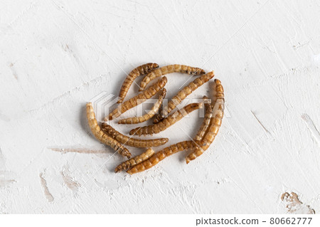 Mealworms protein for hamster feeding 80662777