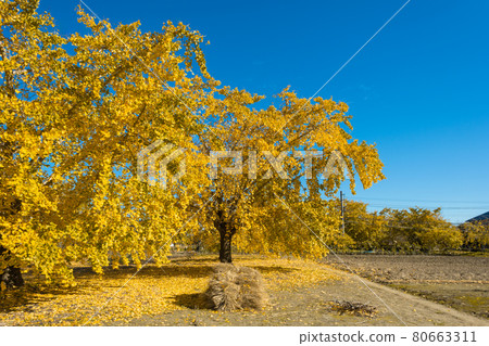 Blue sky and ginkgo Blue sky and ginkgo 80663311