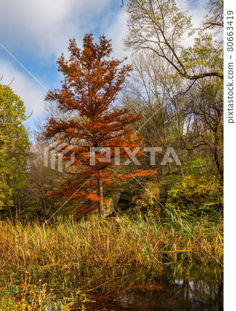 Red maple in the autumn park 80663419