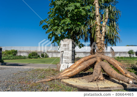 Freshly harvested cassava potatoes 80664465