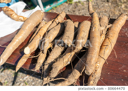 Freshly harvested cassava potatoes Freshly harvested cassava potatoes 80664470