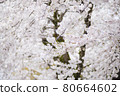 Background with massive blossoming flowers of cherry tree 80664602