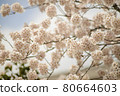 Blossoming flowers of cherry tree against blue sky 80664603