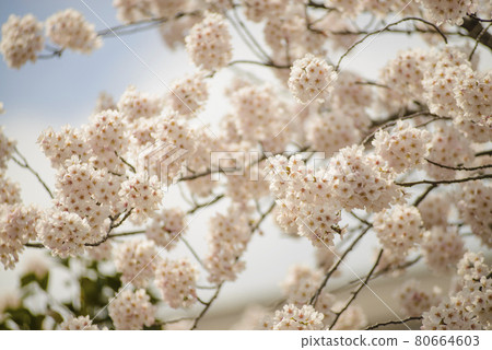 Blossoming flowers of cherry tree against blue sky Blossoming flowers of cherry tree against blue sky 80664603