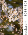 Flowers of cherry tree - shallow focus 80664605