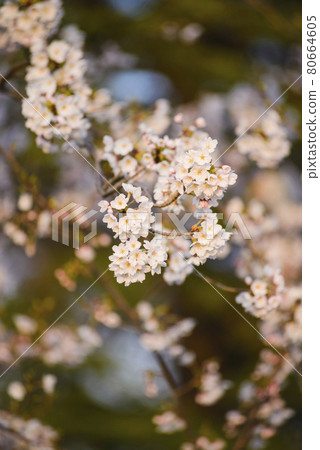 Flowers of cherry tree - shallow focus Flowers of cherry tree - shallow focus 80664605