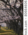 Path between blossoming cherry trees 80664606
