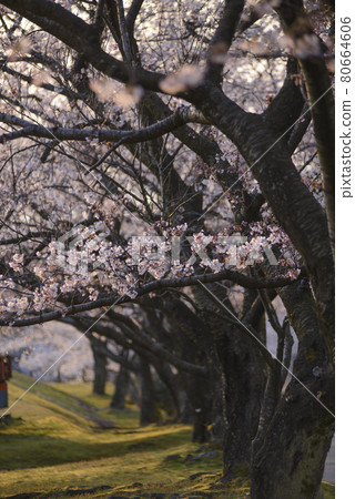 Path between blossoming cherry trees Path between blossoming cherry trees 80664606