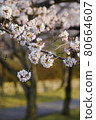 Blossoming flowers of cherry tree in the park 80664607