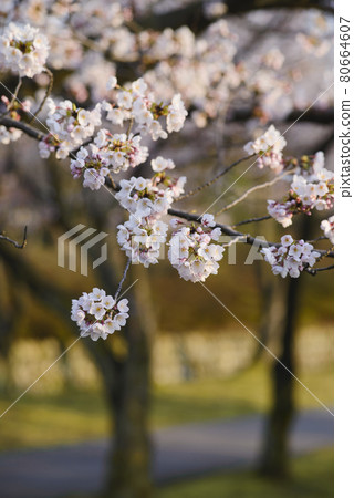 Blossoming flowers of cherry tree in the park Blossoming flowers of cherry tree in the park 80664607