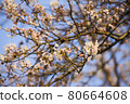 Blossoming flowers of cherry tree against blue sky 80664608