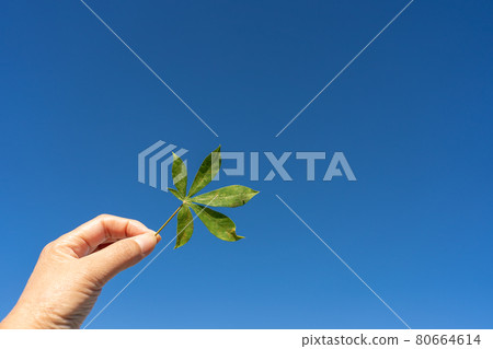 Cassava leaves 80664614