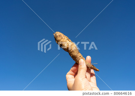 木薯土豆 木薯土豆 80664616