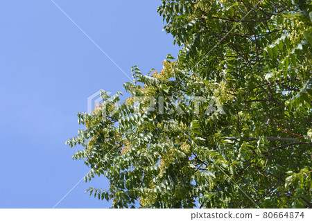 Tree of heaven Tree of heaven 80664874