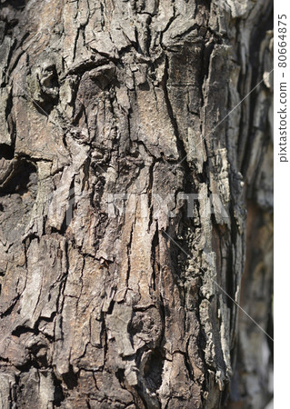 Hawthorn bark 80664875