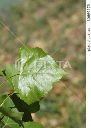 Lombardy poplar 80664876