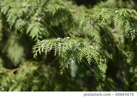 False cypress 80664878