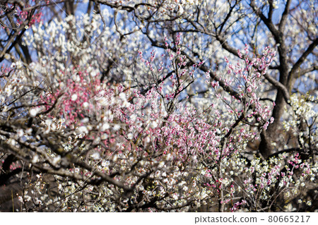 Red plum and white plum Red plum and white plum 80665217