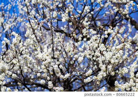 Plum Yaeno Ume 80665222