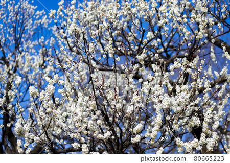 Plum Yaeno Ume 80665223