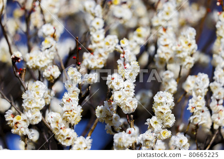 Plum Yaeno Ume 80665225