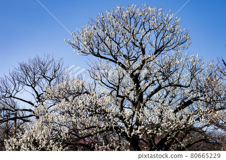 Plum Yaeno Ume 80665229