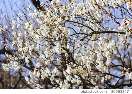 Plum Yaeno Ume 80665247